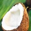 Organic Coconut in Coimbatore