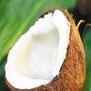 Organic Coconut in Tirupur