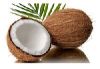 Mature Coconut in Coimbatore