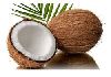 Mature Coconut in Malappuram