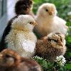 Country Chicken Chicks