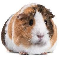 What is the cost of a guinea sales pig