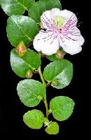 Capparis Spinosa
