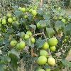 Apple Ber Plant in East Godavari