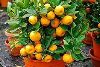 Orange Plant in Chennai
