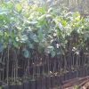 Cashew Plant in Ratnagiri