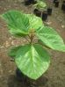 Fig Plant in Pune