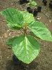Fig Plant in Surat