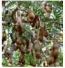 Tamarind Plant