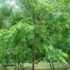 Neem Tree in Lucknow