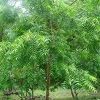 Neem Tree in Pune