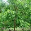 Neem Tree in Delhi
