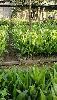 Arecanut Plant in Kolhapur
