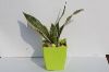 Snake Plant