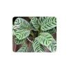 Calathea Plant