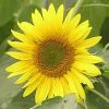 Sunflower in Bangalore