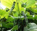 Black Pepper Plant