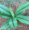 Black Turmeric Plant