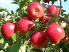 Apple Plants in Hooghly