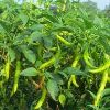 Green Chilli Plant
