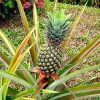 Pineapple Plant