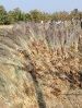 Grass Broom Raw Material