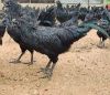 kadaknath Chicken / Kali Masi / Black Meat Chicken