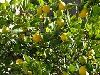 Organic Lemon in Nashik