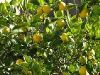 Organic Lemon in Surat