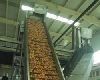 Mango Pulp Processing Plant