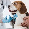 Animal Health Care and Veterinary Medicines