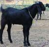 Osmanabadi Goat / Deshi Osmanabadi Goat