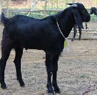 Osmanabadi Goat - Get Latest Price & Mandi rates from Dealers & Traders ...