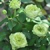 Green Rose Plants