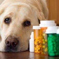 Animal Health Care and Veterinary Medicines
