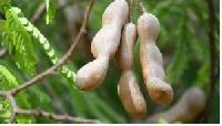 Fresh Tamarind