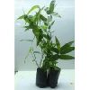 Bamboo Tissue Culture plants