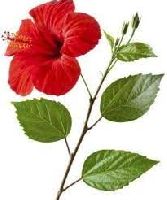 Fresh Hibiscus Flower
