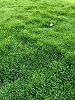 Nilgiri Grass