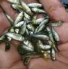 Grass carp Fish seed