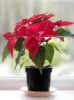 Poinsettia Plant