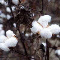Cotton, Wool Textiles & Fabrics
