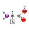 Amino Acid in Chennai