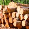 Wood Logs in Karnal