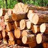 Wood Logs in Kutch