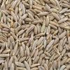 Cumin Seeds in Aurangabad