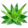 Aloe Vera Leaf in Barmer