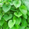 Tinospora Cordifolia in Lucknow