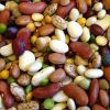 Dried Beans in Jodhpur