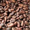 Cocoa Beans in Mumbai